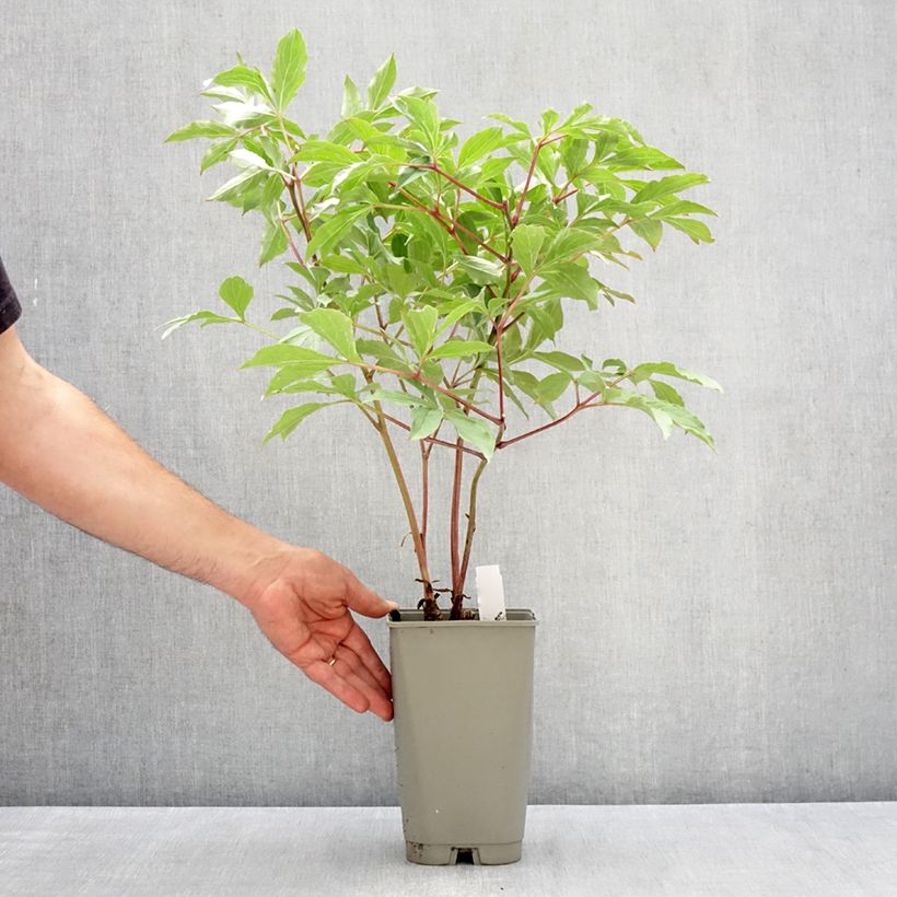 Spécimen de Pivoine lactiflora Morning Kiss Pot de 3L/4L tel que livré au printemps