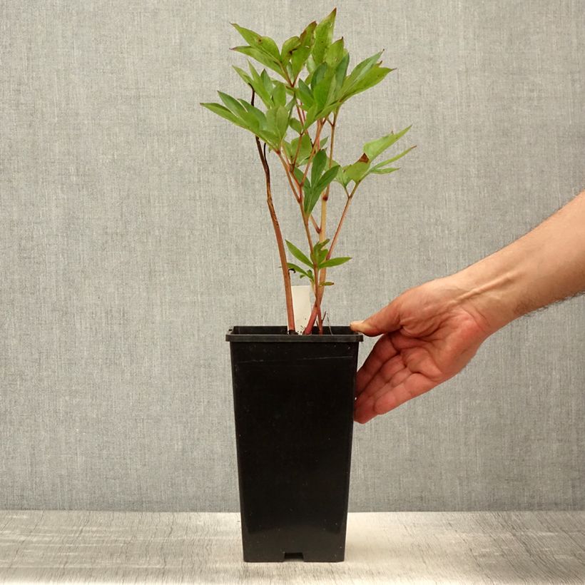 Example of Pivoine lactiflora Mother's Choice Pot de 3L/4L as you get in printemps