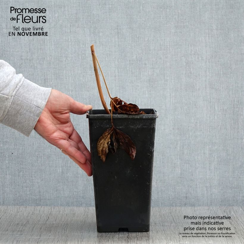 Spécimen de Pivoine lactiflora Nippon Beauty Pot de 3L/4L tel que livré en automne