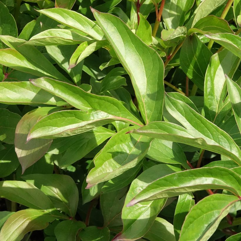 Pivoine lactiflora Nymphe (Feuillage)