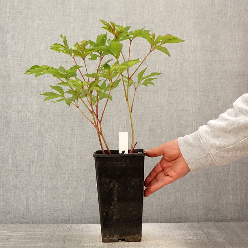 Example of Pivoine lactiflora Nymphe Pot de 3L/4L as you get in printemps