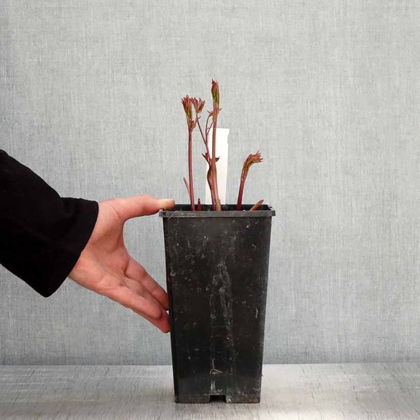 Example of Pivoine lactiflora Primevère  Pot de 3L/4L as you get in printemps