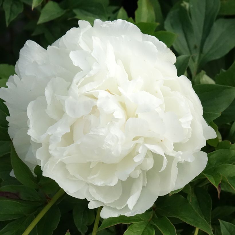Pivoine lactiflora Puffed Cotton (Floraison)