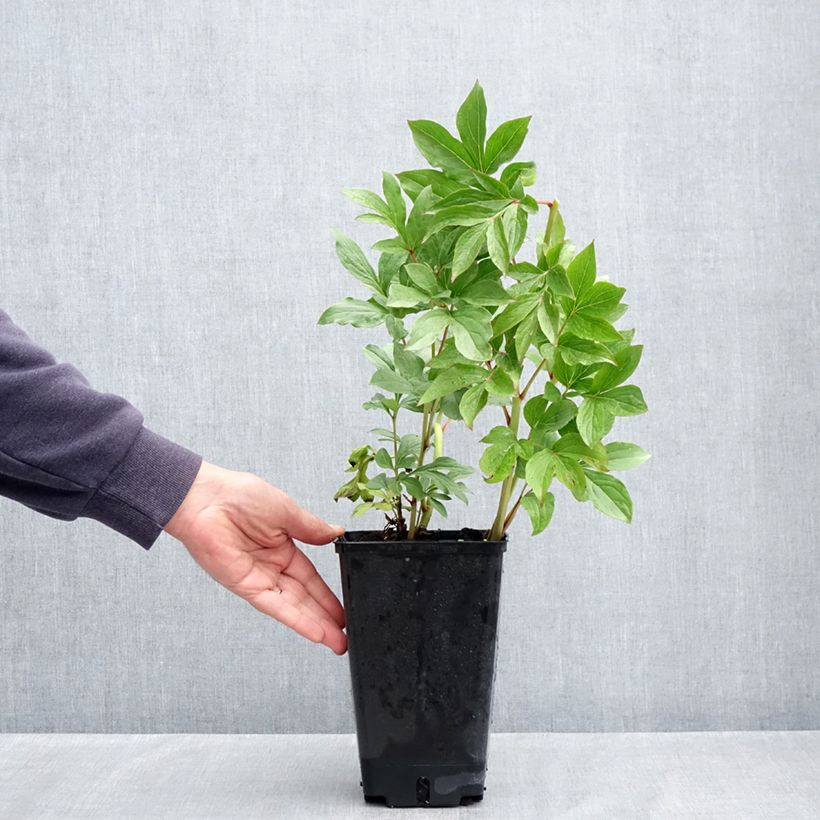 Spécimen de Pivoine lactiflora Puffed Cotton Pot de 4L/5L tel que livré au printemps