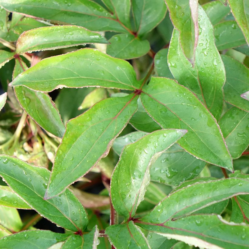 Pivoine lactiflora Red Charm (Foliage)