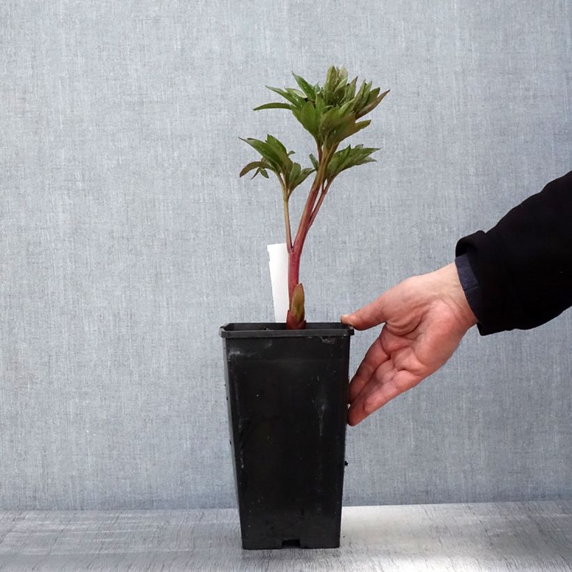 Example of Pivoine lactiflora Red Charm Pot de 3L/4L as you get in printemps