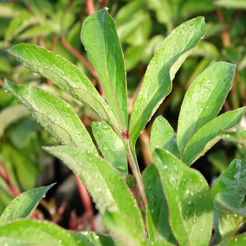 Pivoine lactiflora Reine Wilhelmine (Feuillage)