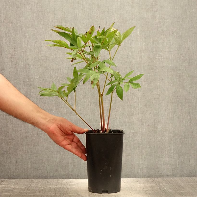 Example of Pivoine lactiflora Sarah Bernhardt Pot de 3L/4L as you get in printemps