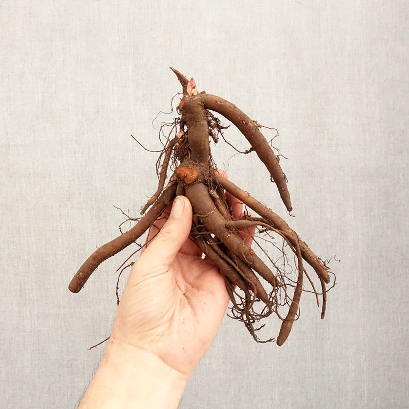 Example of Pivoine lactiflora Sarah Bernhardt Souche 3/5 yeux as you get in hiver