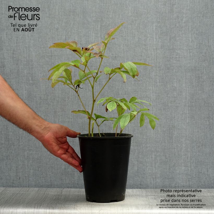 Spécimen de Pivoine lactiflora Sea Shell Pot de 3L/4L tel que livré en été