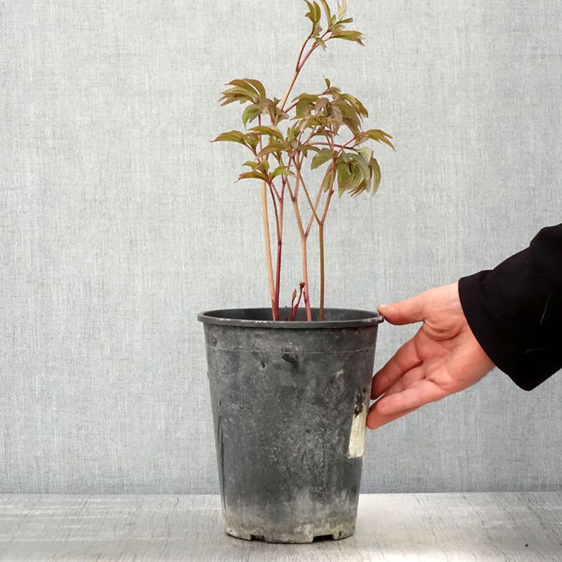 Spécimen de Pivoine lactiflora Sea Shell Pot de 3L/4L tel que livré au printemps