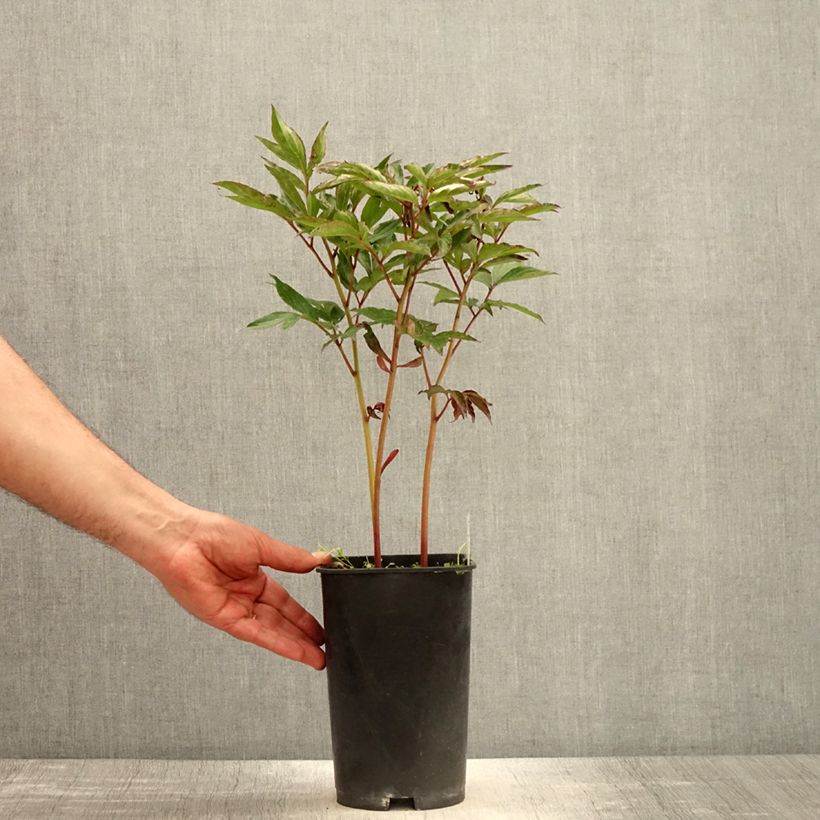 Example of Pivoine lactiflora Shirley Temple Pot de 3L/4L as you get in printemps