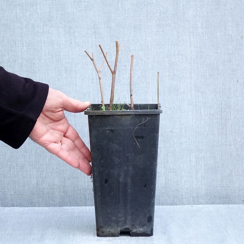 Spécimen de Pivoine lactiflora Solange Pot de 3L/4L tel que livré en automne
