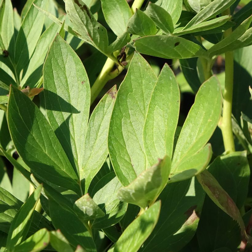 Pivoine lactiflora Tom Cat (Feuillage)