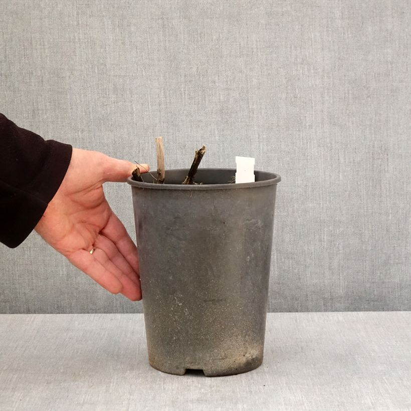 Example of Pivoine lactiflora Top Brass Pot de 3L/4L as you get in printemps