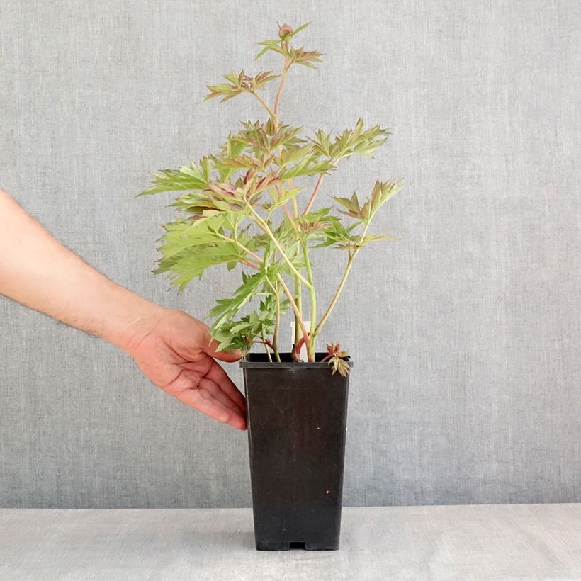 Example of Pivoine lactiflora Victoire de la Marne Pot de 3L/4L as you get in printemps