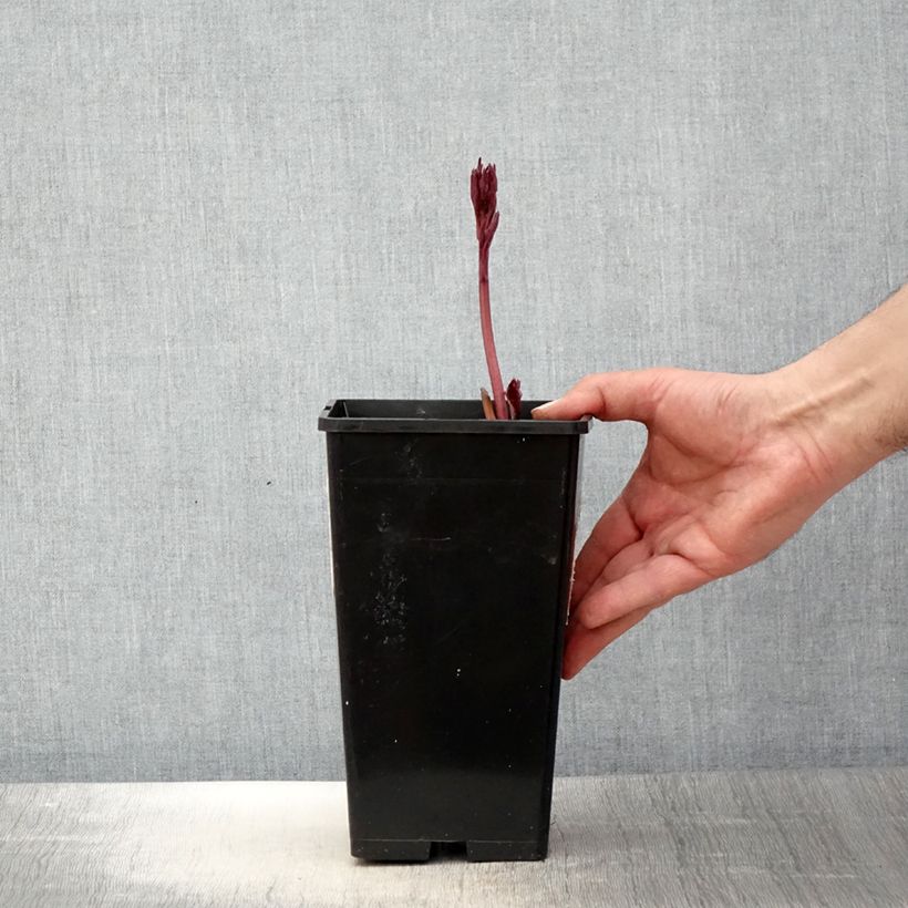 Spécimen de Pivoine lactiflora White Wings Pot de 3L/4L tel que livré au printemps