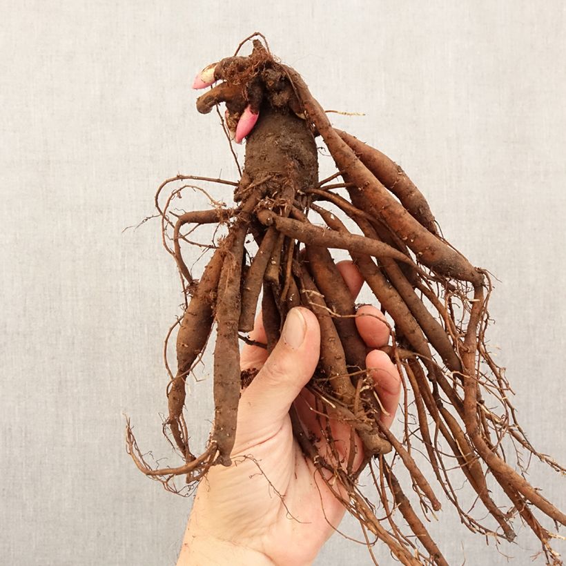 Example of Pivoine naine Patio Peony Kiev Souche 3/5 yeux as you get in hiver