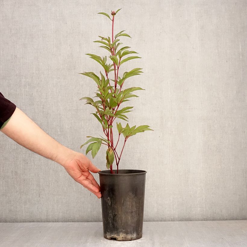Spécimen de Pivoine naine Patio Peony London Pot de 3L/4L tel que livré au printemps