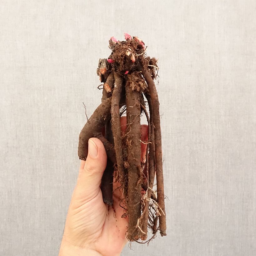 Example of Pivoine naine Patio Peony London Souche 3/5 yeux as you get in hiver