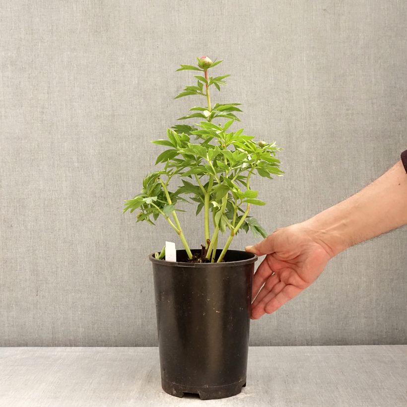 Spécimen de Pivoine naine Patio Peony Oslo Pot de 3L/4L tel que livré au printemps