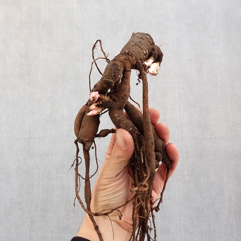 Example of Pivoine naine Patio Peony Oslo Souche 3/5 yeux as you get in hiver