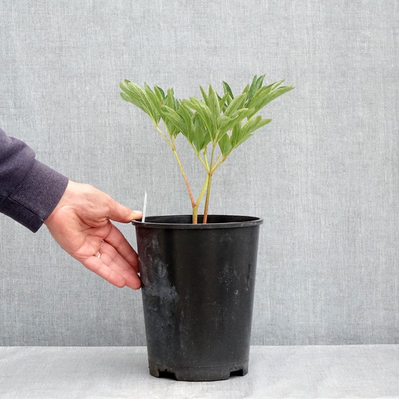 Example of Pivoine officinale Alba Plena Pot de 3L/4L as you get in printemps