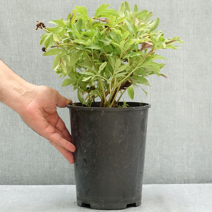 Spécimen de Pivoine officinale Anemoniflora Pot de 3L/4L tel que livré en été