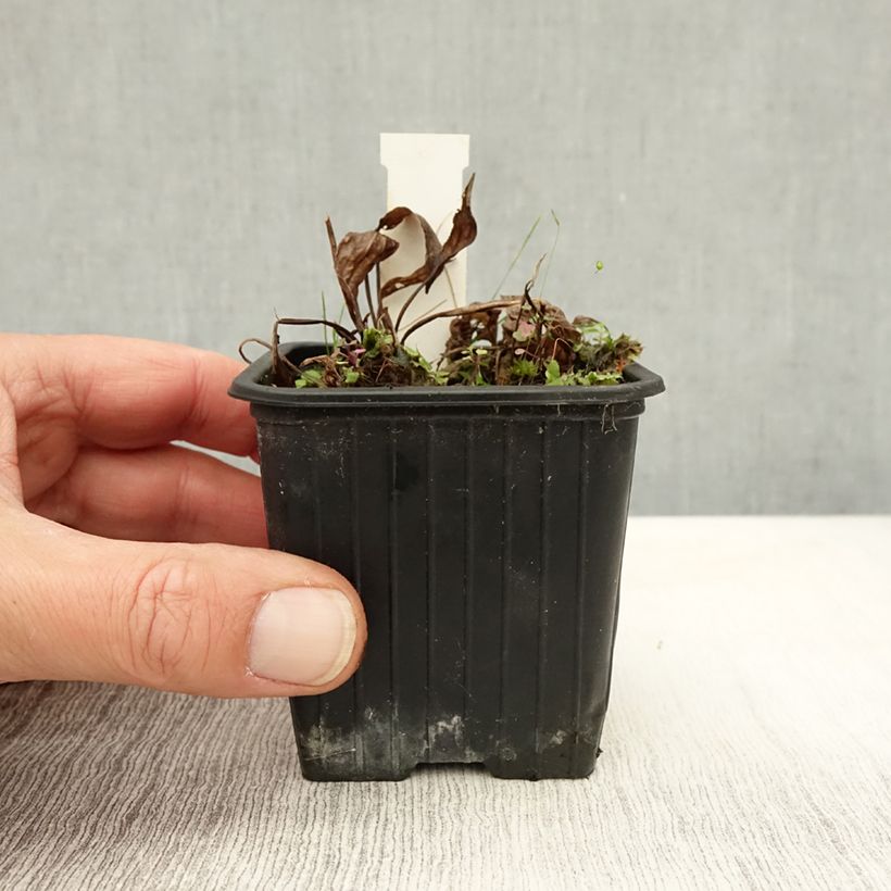 Spécimen de Alisma plantago-aquatica - Plantain d'eau commun Godet de 8/9 cm tel que livré en automne