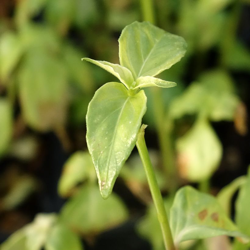 Plante Champignon - Rungia klossii  (Foliage)