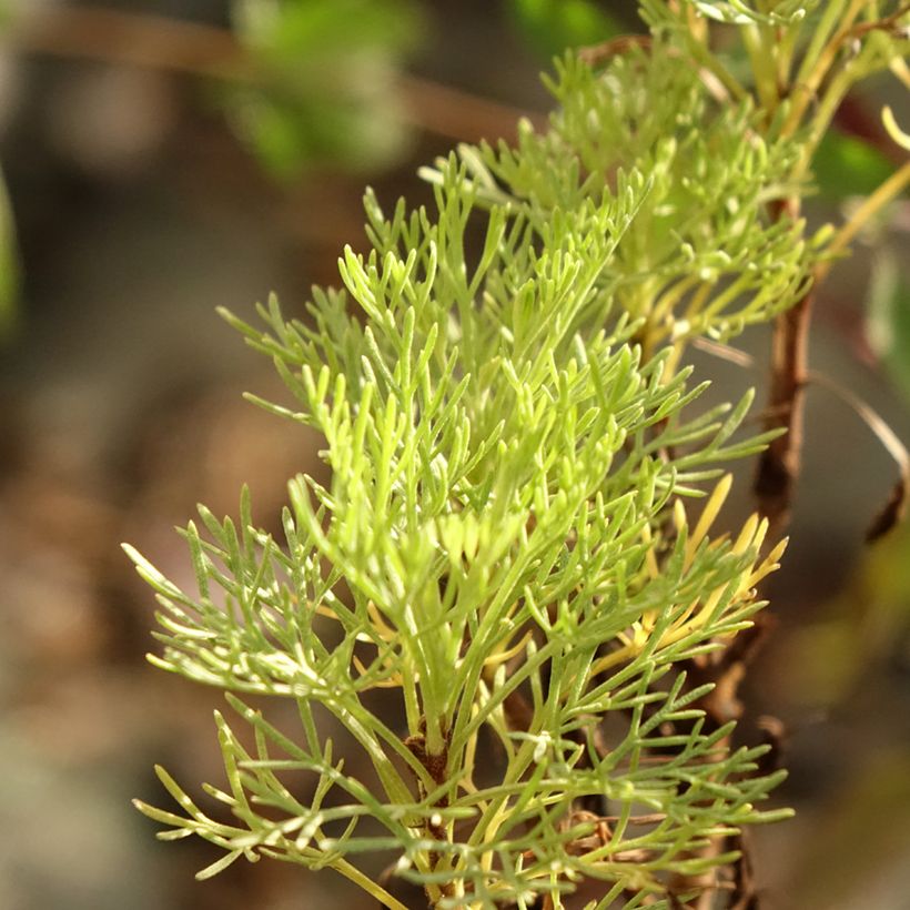 Plante cola - Artemisia abrotanum var.maritima (Foliage)