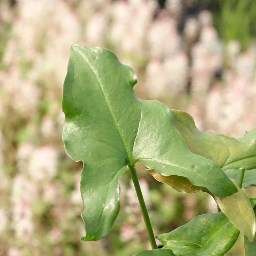 Plante souris - Arisarum proboscideum (Feuillage)