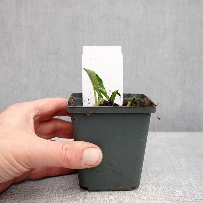 Spécimen de Plante souris - Arisarum proboscideum Godet de 8/9 cm tel que livré en hiver
