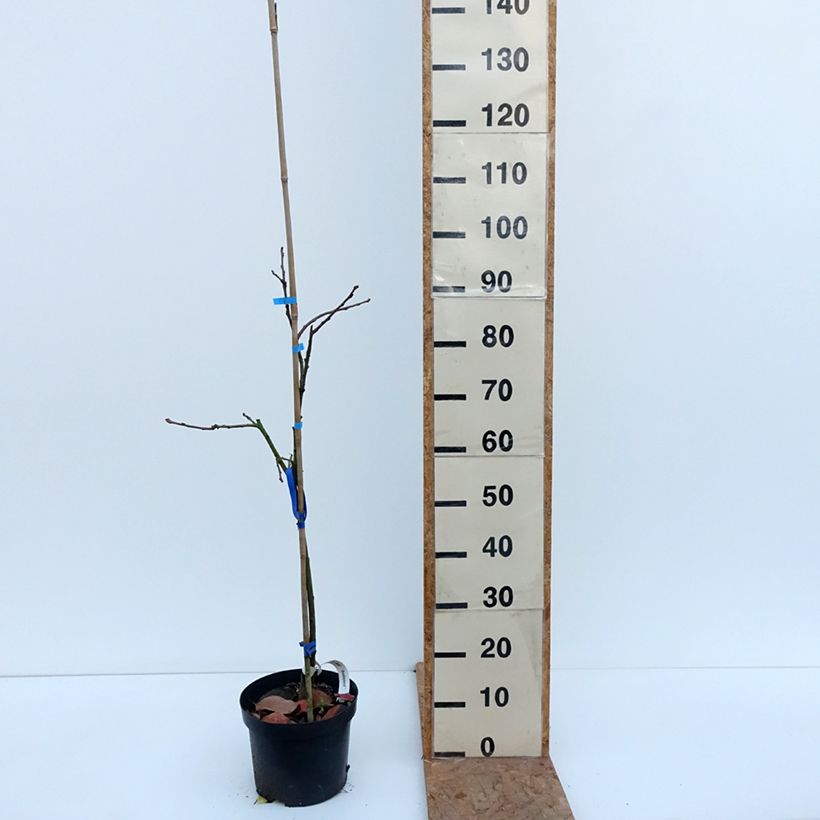 Spécimen de Plaqueminier, Kaki - Diospyros kaki Budapest Pot de 4L/5L, Demi-Tige tel que livré en automne