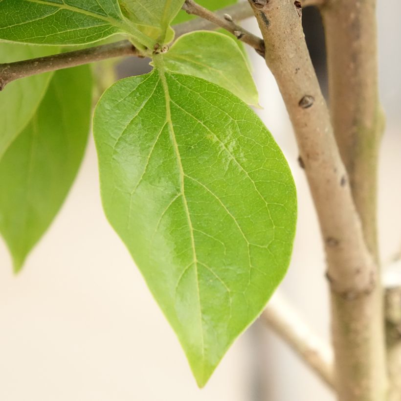 Plaqueminier, Kaki - Diospyros kaki Cioccolatino (Foliage)
