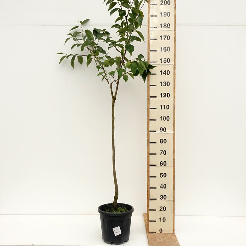 Spécimen de Plaqueminier, Kaki - Diospyros kaki Cioccolatino Pot de 12L/15L, Demi-Tige tel que livré en été