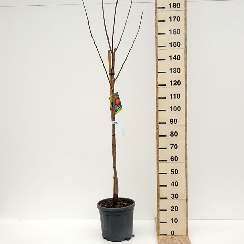 Example of Plaqueminier, Kaki - Diospyros kaki Rouge Brillant - Persimon Pot de 4L/5L, Demi-Tige as you get in hiver