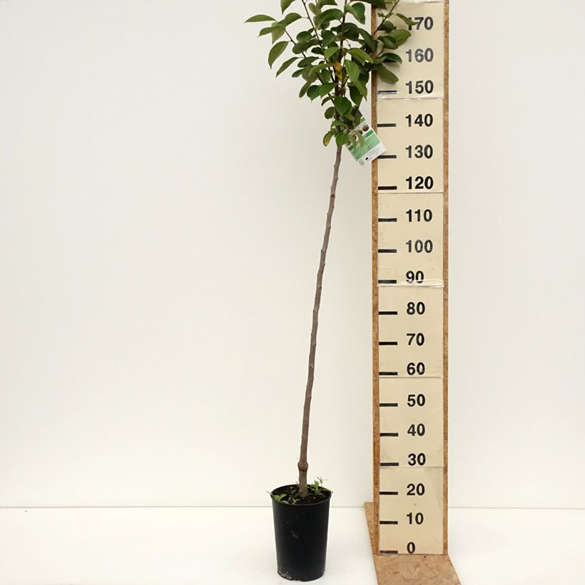 Spécimen de Plaqueminier, Kaki - Diospyros kaki Rouge Brillant - Persimon Pot de 4L/5L, Demi-Tige tel que livré en été