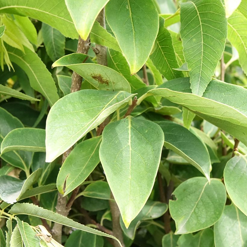 Plaqueminier, Kaki - Diospyros kaki Rouge Brillant - Persimon (Foliage)