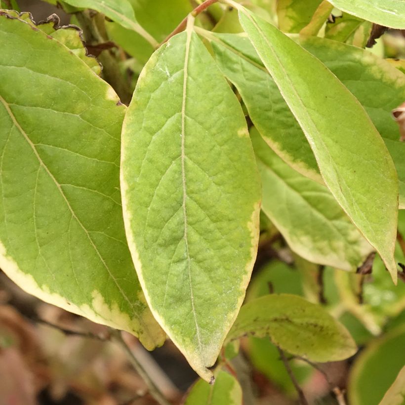 Plaqueminier, Kaki - Diospyros lotus (Foliage)
