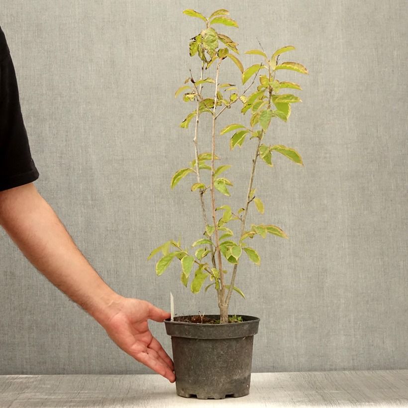Spécimen de Plaqueminier, Kaki - Diospyros lotus Pot de 2L/3L tel que livré en été