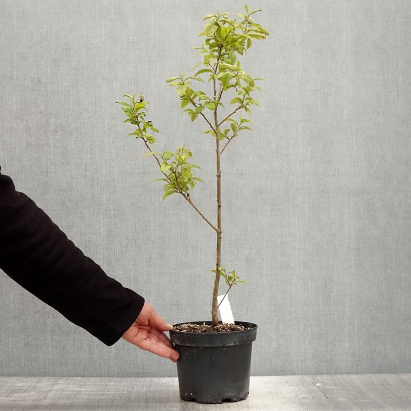 Example of Plaqueminier, Kaki - Diospyros lotus Pot de 2L/3L as you get in printemps