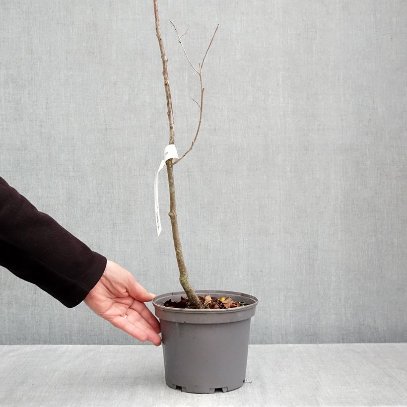 Spécimen de Plaqueminier, Kaki - Diospyros lotus Pot de 3L/4L tel que livré en automne