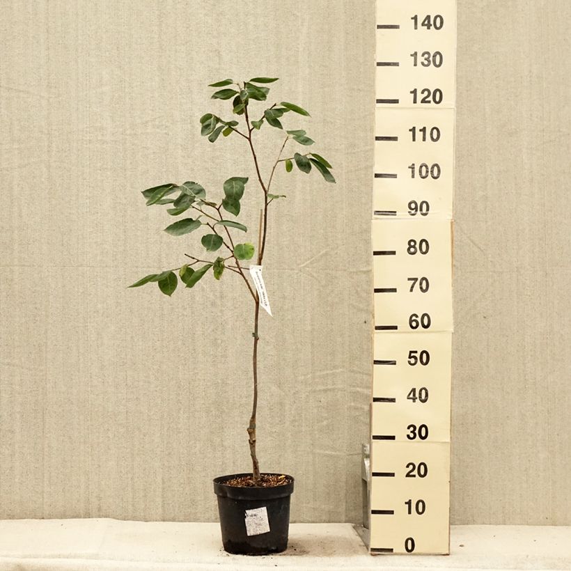Spécimen de Plaqueminier, Kaki - Diospyros Nikita’s Gift Pot de 4L/5L, Demi-Tige tel que livré en été