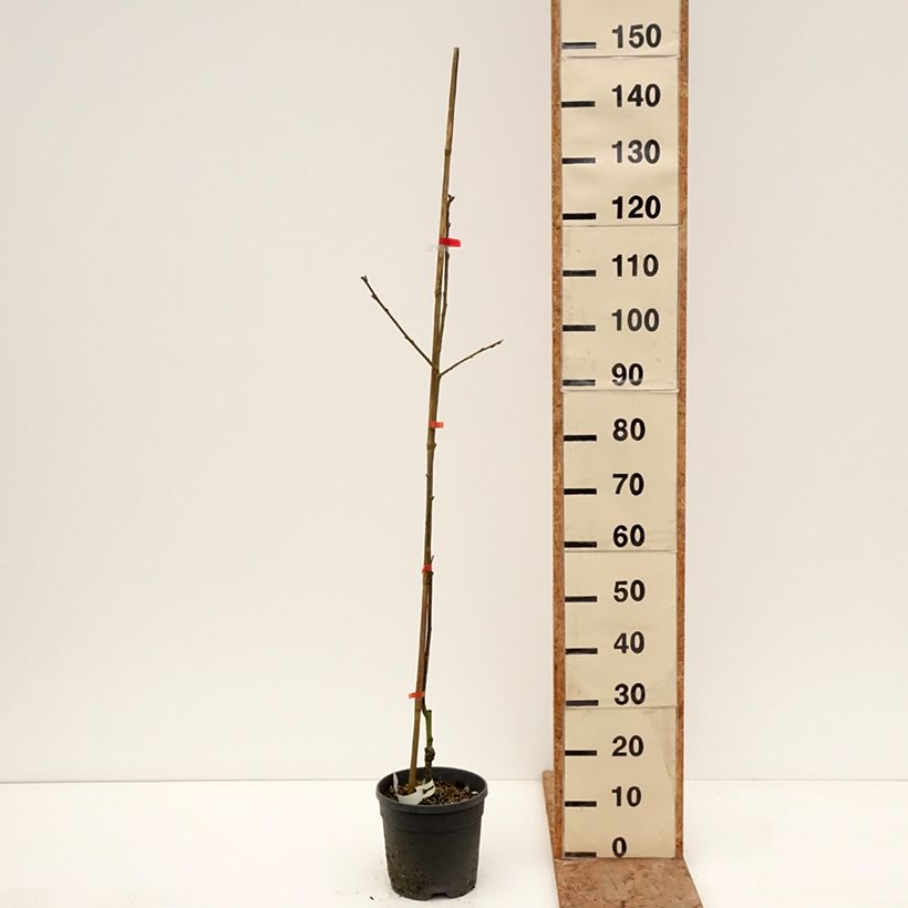 Example of Plaqueminier, Kaki - Diospyros Nikita’s Gift Pot de 4L/5L, Demi-Tige as you get in hiver