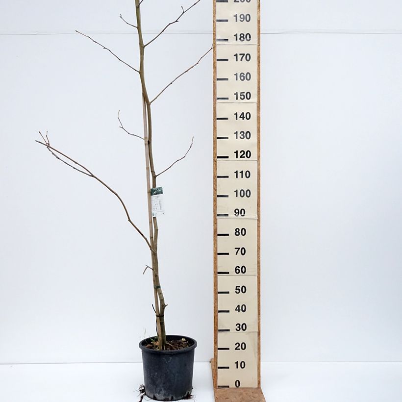 Spécimen de Platanus acerifolia - Platane commun, à feuilles d'érable Pot de 7,5L/10L tel que livré en automne