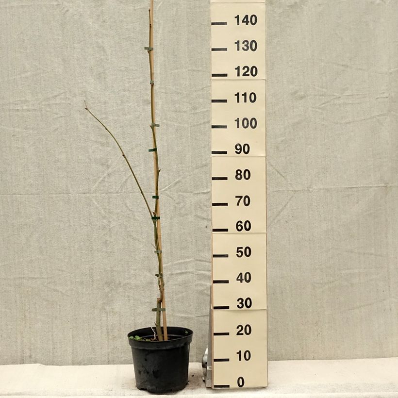 Example of Platanus x hispanica Suttneri - Platane panaché Pot de 4L/5L as you get in printemps