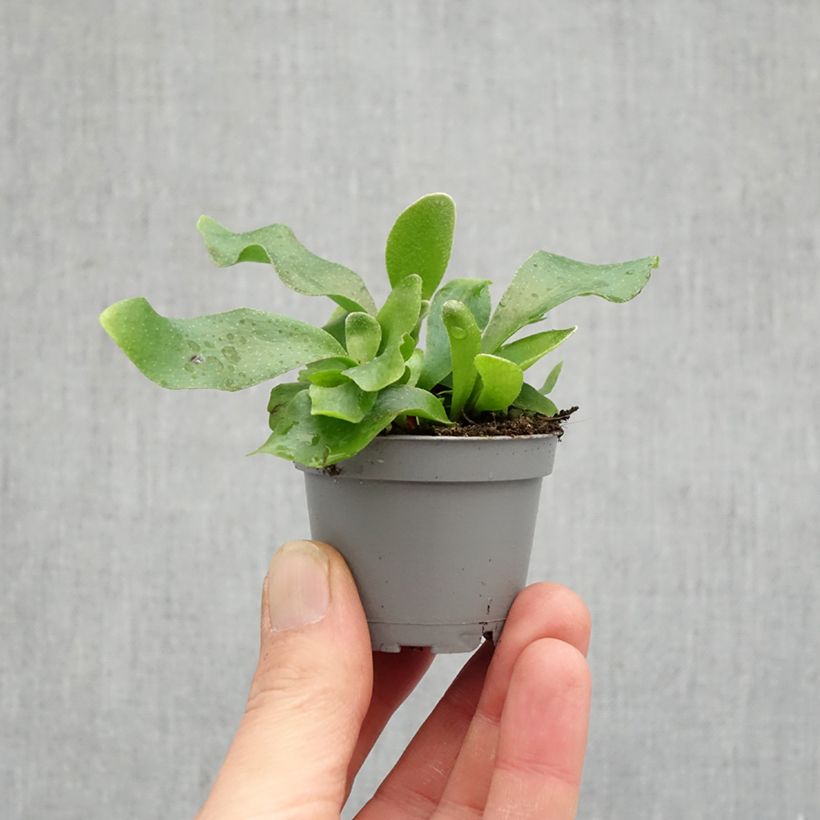 Spécimen de Platycerium bifurcatum - Corne d'élan Mini-plante tel que livré au printemps