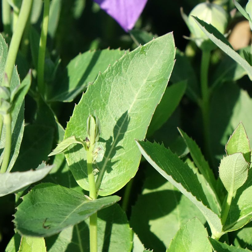 Platycodon grandiflorus Astra Blue (Foliage)