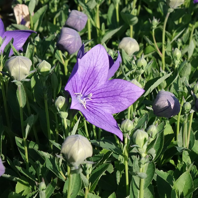 Platycodon grandiflorus Astra Blue (Flowering)